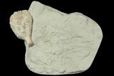 Cystoid (Holocystites) Fossil - Indiana #186788-1